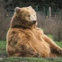 The Bear Spot