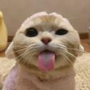 KittyDale