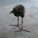 Pukeko Discord server icon
