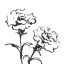 whiteflower
