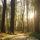 𝑭𝒐𝒓𝒆𝒔𝒕 𝑯𝒂𝒗𝒆𝒏 Discord server icon