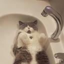 Lazy cats