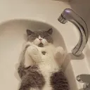 Lazy cats