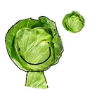 THE CABBAGE EMPIRE