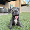 PIG PAGS Discord server icon