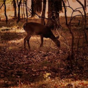 - 🪶 TIED TOGETHER  - Discord server icon