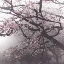 𑣲blossoms