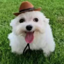 Tally Hall Monitors Discord server icon