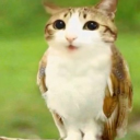 Meowl's logger