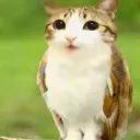 Meowl's logger