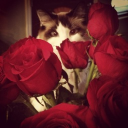 🤍┆Canon is Optional ˚.⋆ֹ Discord server icon