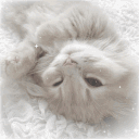 ‿◞   forever   ֪    ♡ Discord server icon