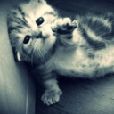 Terra Incognita 3 Discord server icon