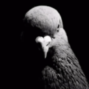 Bird Central