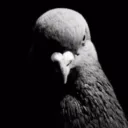 Bird Central