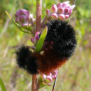 ~ 🌹 Arthroporia 🪻 ~ Discord server icon