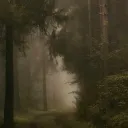 Forest Of The Wise