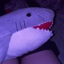 🦈🦈