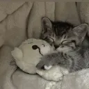 Cat Hideout