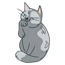 Regular 🩶 Cat
