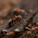 Ants in a Colony Discord server icon