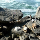 ⋮ The Sirens Song ( Longterm RP ) Discord server icon