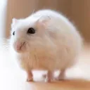 Epsteins Dandruff