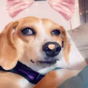 wruff woof 67 41