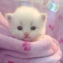 ᥣׁׅ֪ᨵׁׅᨵׁׅƙׁׅ֑ꪱׁׅꪀׁׅᧁׁ (ᐡ⊃ෆ  ̫ ෆ ᐡ)⊃︵ 🌸 Discord server icon