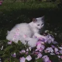 flower garden <3