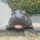 /hippo