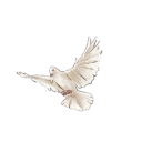 𝚃𝚑𝚎 𝚖𝚘𝚞𝚛𝚗𝚒𝚗𝚐 𝚍𝚘𝚟𝚎 Discord server icon