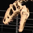 Mesozoic Life Discord server icon