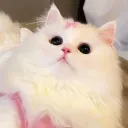 🌸Cozy Kittens🌸