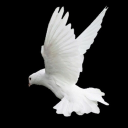 RAID Discord server icon