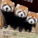 The Red Panda Club