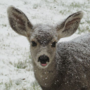 Kindness Rules! Discord server icon