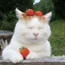 ʚ🍓ɞ˚⋆｡⋆ᴄᴜᴛɪᴇ ᴄᴏʀɴᴇʀ⋆｡‧˚ʚ🍓ɞ˚⋆ Discord server icon