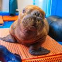 walrus land
