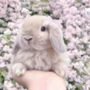 Bunny Land