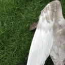 ⚰   ︵    ᙃoʋᥱᥴotᥱ  .  ୨🕊୧