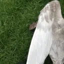 ⚰   ︵    ᙃoʋᥱᥴotᥱ  .  ୨🕊୧