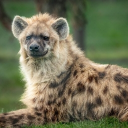 noob's goon room Discord server icon