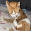 I Called MY Cat Ginger Bc He's Ginger Discord server icon