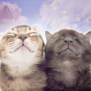 Sleepy stars hangout