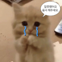 라니 디스코드 (공식)