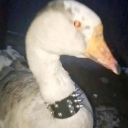 Goose cult Discord server icon
