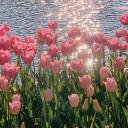 ✿           bloom     !       ഒ    ۪   🌷