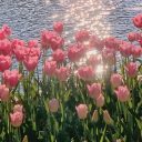 ✿           bloom     !       ഒ    ۪   🌷 Discord server icon