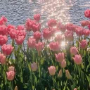 ✿           bloom     !       ഒ    ۪   🌷